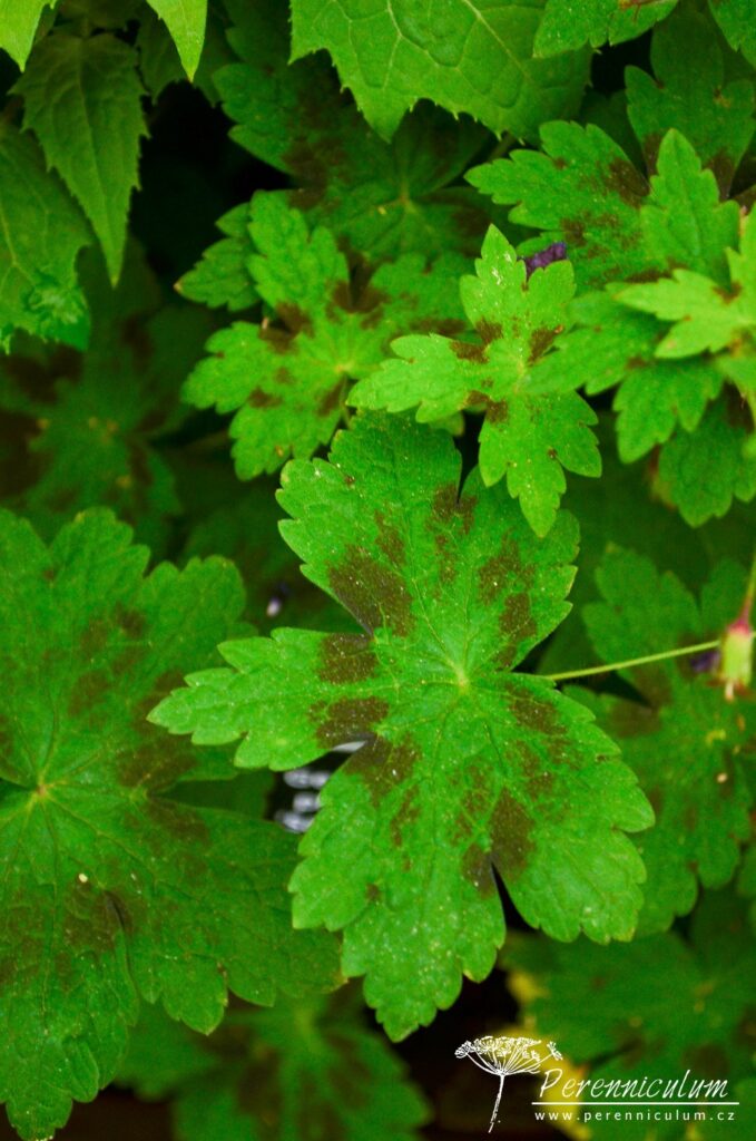 Geranium phaeum 'Samobor' má listy zdobené tmavě hnědou skvrnou.