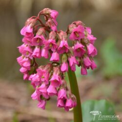 Bergenia