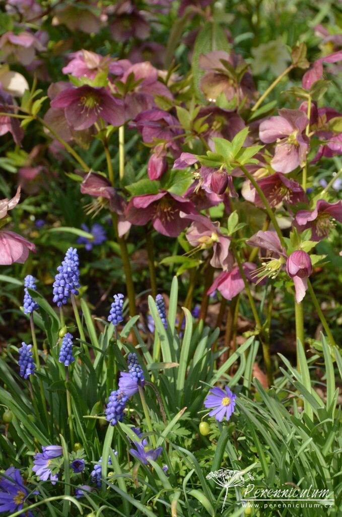 Dvojí jaro 4 Odkvétající purpurové čemeřice Helleborus doplňují modře nakvétající modřence (Muscari) a fialové sasanky (Anemone blanda).