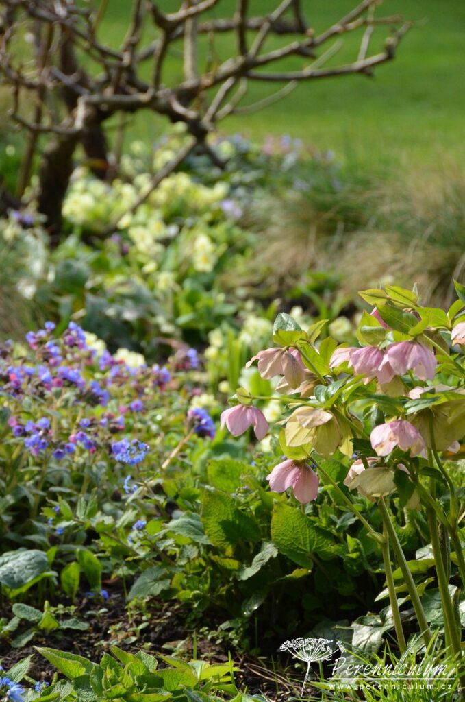 Dvojí jaro 5 Tentokrát světle narůžovělé čemeřice Helleborus doplňují modré a růžové květy plicníku (Pulmonaria).