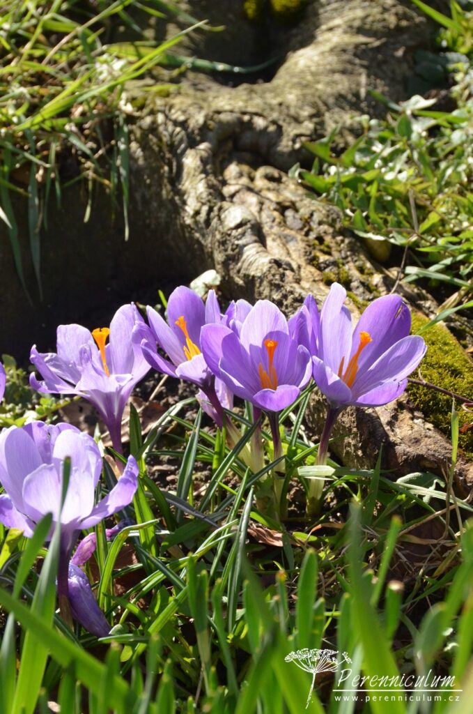 Dvojí jaro 17 Crocus