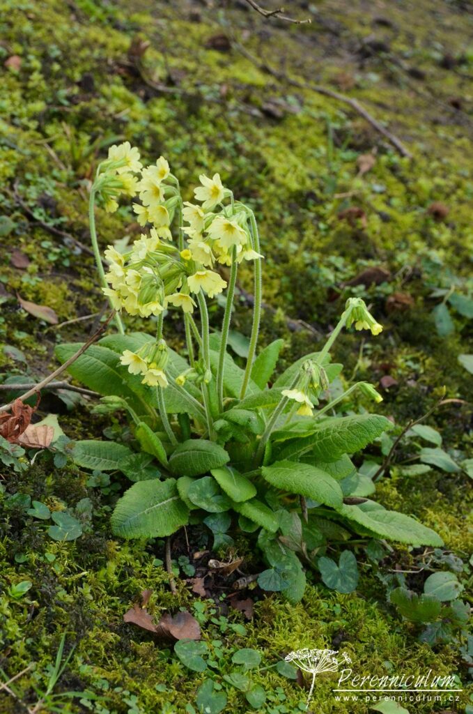 Dvojí jaro 15 Primula veris