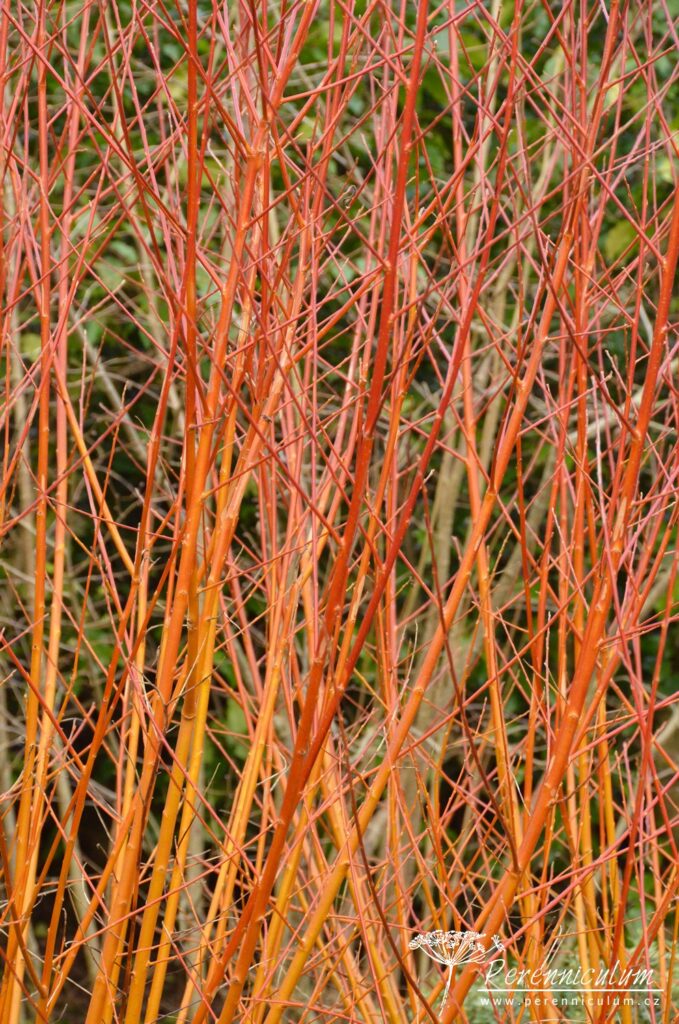 Dvojí jaro 11 Salix alba var. vitellina 'Britzensis'