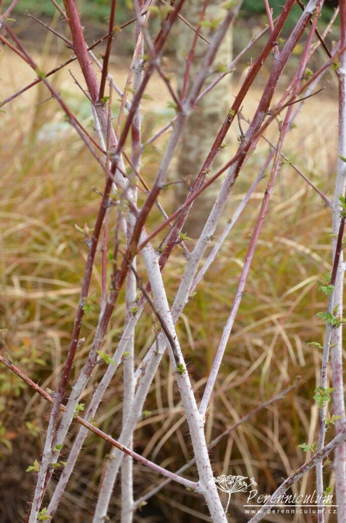 Dvojí jaro 12 Rubus thibetanus