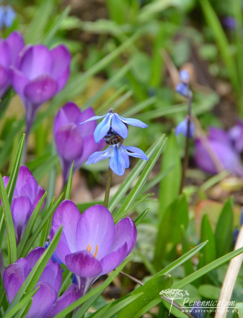 Dvojí jaro 19 Včela na pastvě v květu ladoňky Scilla siberica.