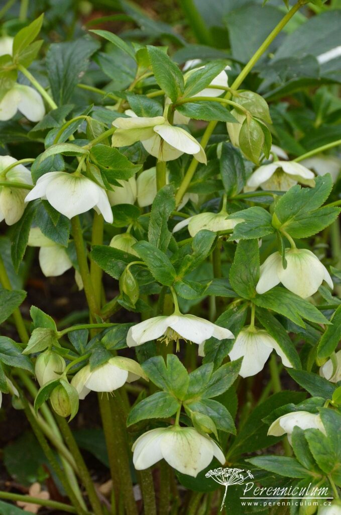Dvojí jaro 20 Bílá varieta čemeřice (Helleborus).