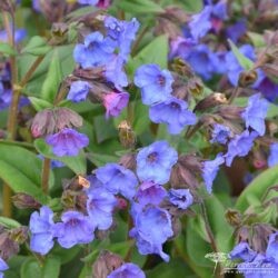 Pulmonaria
