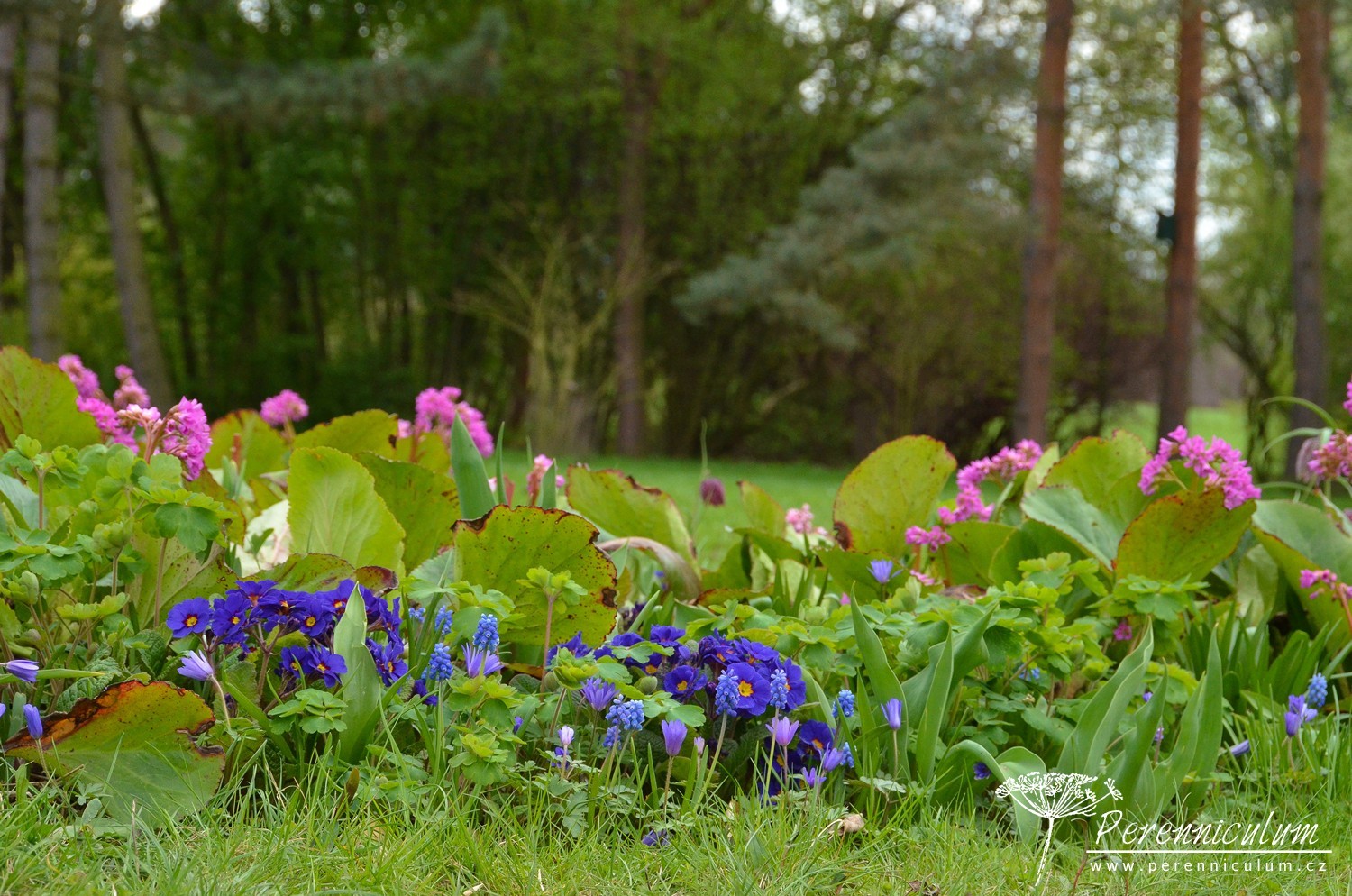 V dendrologické zahradě nejsou jen zajímavé stromy 3 Jarní mix růžových zvonků bergénie, modřenců a sasanek.