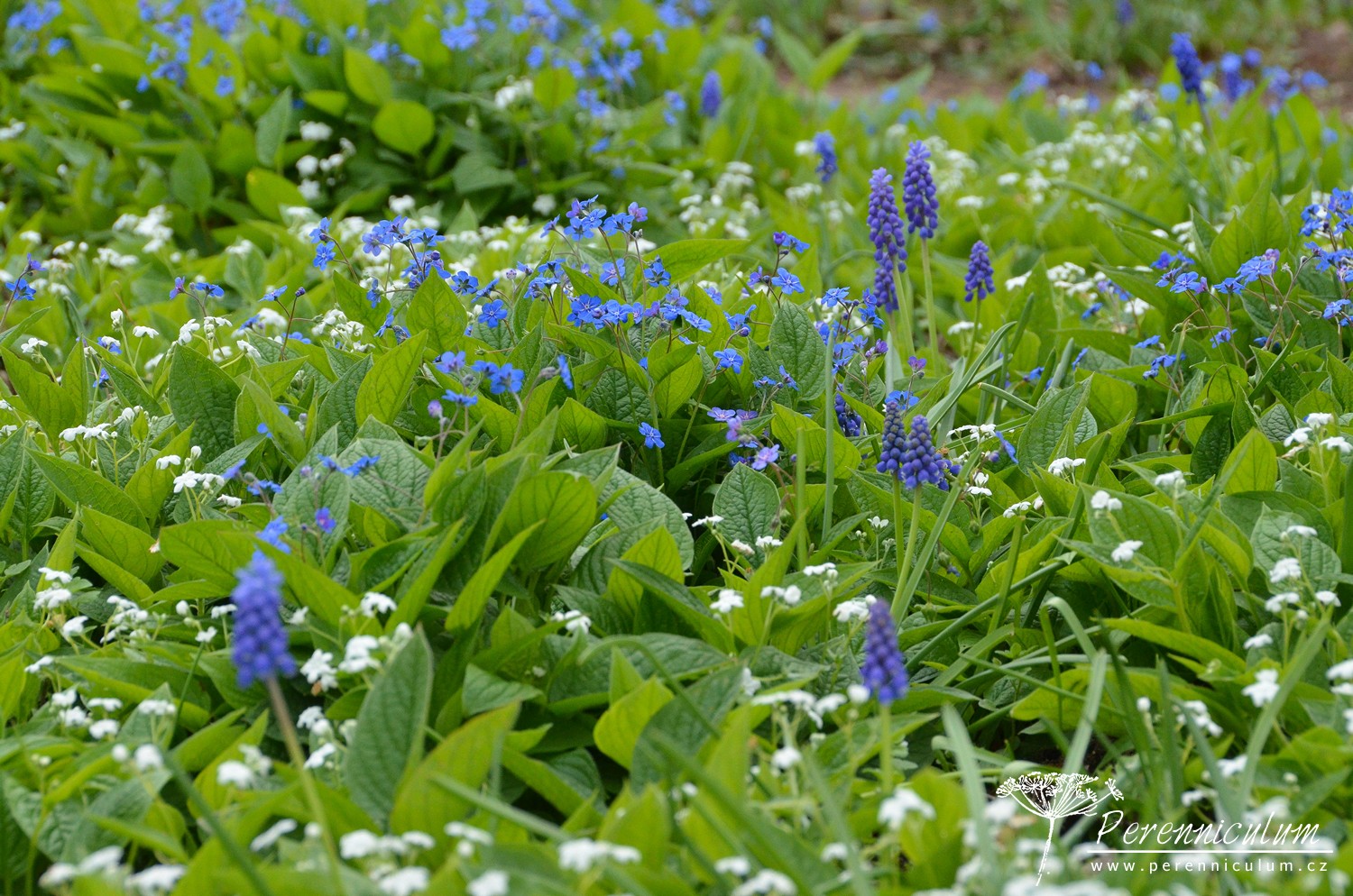 Krásná kombinace v podrostu stromů: modřenec (<em>Muscari</em>) a pupkovec jarní ve dvou barvách (<em>Omphalodes verna</em> a 'Alba')