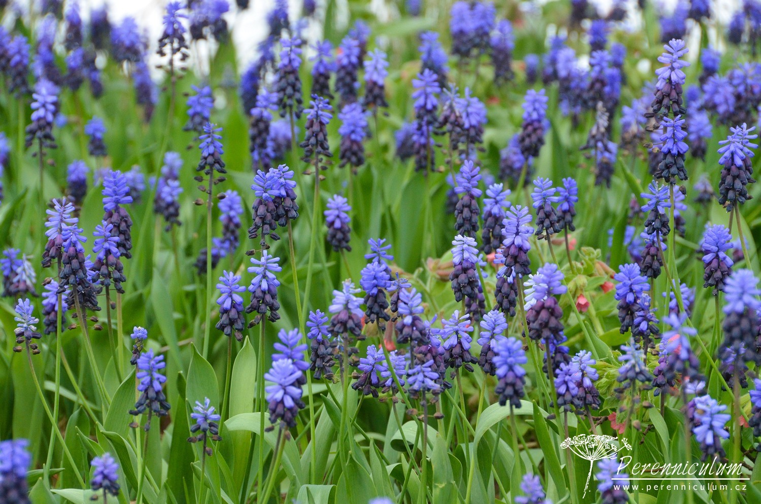 V dendrologické zahradě nejsou jen zajímavé stromy 4 Dendrologická zahrada 14