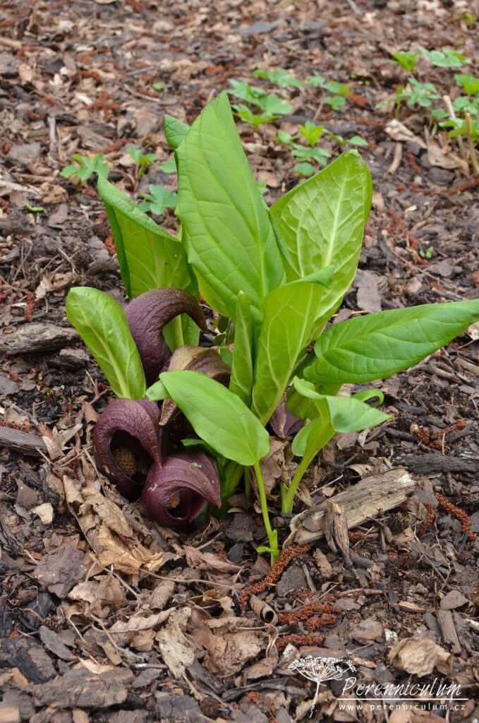 V dendrologické zahradě nejsou jen zajímavé stromy 5 skunkovka páchnoucí (Symplocarpus foetidus)