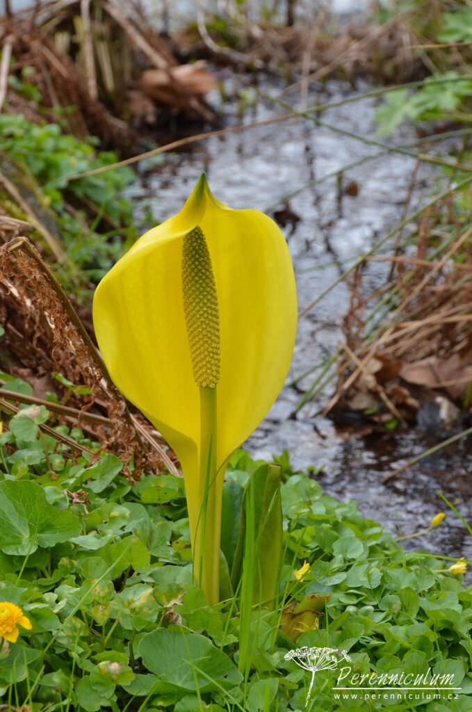 V dendrologické zahradě nejsou jen zajímavé stromy 6 toulcovku americkou (Lysichiton americanus)