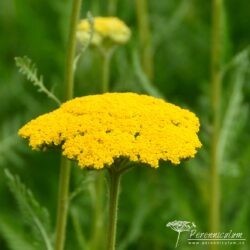 Achillea filipendulina