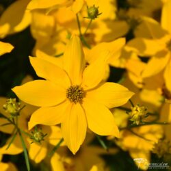 Coreopsis verticillata