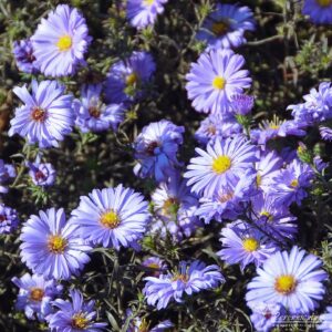 Aster dumosus Lady in Blue