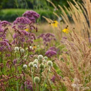 Le Jardin Plume