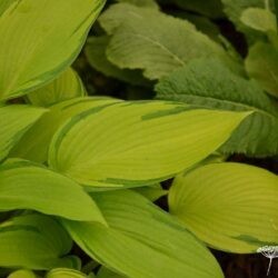 Hosta Junes Fever