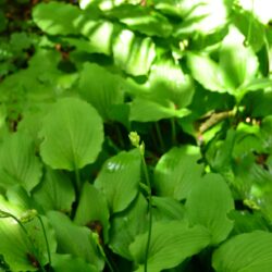 Hosta tardiva