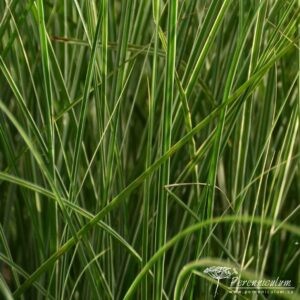 Miscanthus sinensis Morning Light