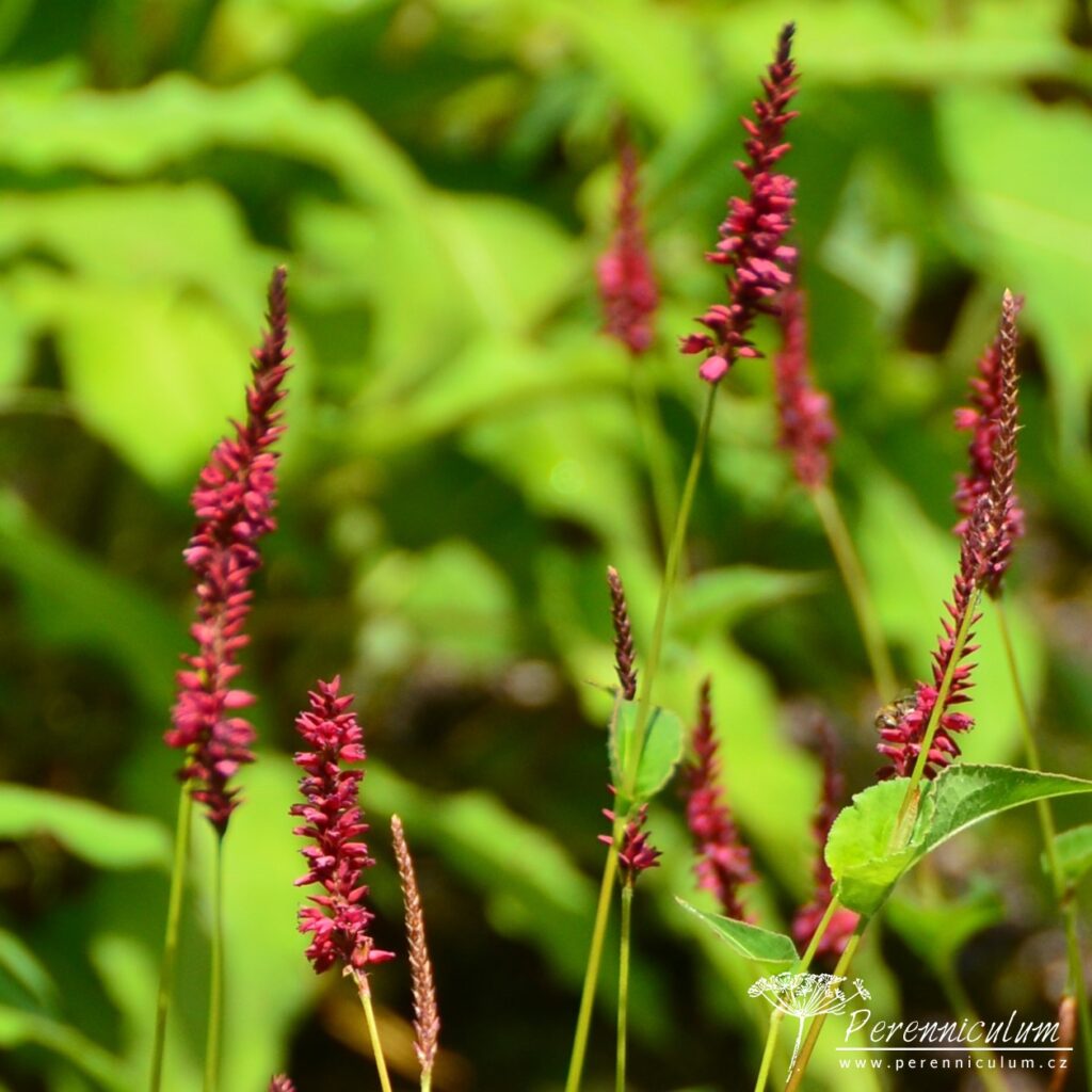 Persicaria amplexicaulis Heutinck