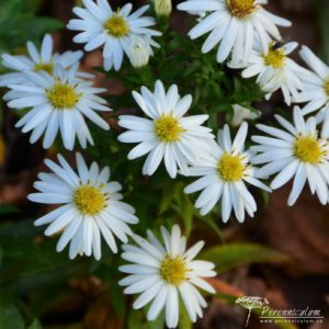 Aster dumosus Niobe