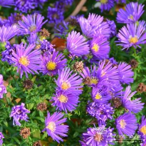 Aster dumosus Samoa