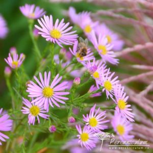 Aster ericoides Pink Star