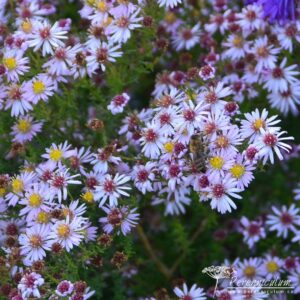 Aster lateriflorus Coombe Fishacre