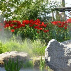 Tulipa Apeldoorn