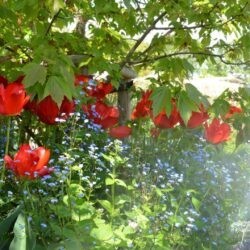 Tulipa Apeldoorn