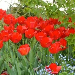 Tulipa Apeldoorn