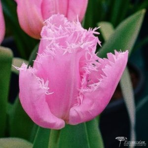 Tulipa Cacharel