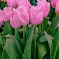 Tulipa Cacharel