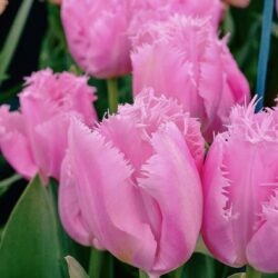 Tulipa Cacharel