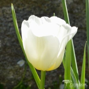 Tulipa Calgary