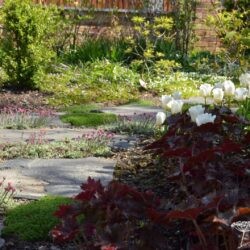 Tulipa Calgary