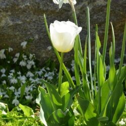 Tulipa Calgary