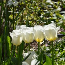Tulipa Calgary