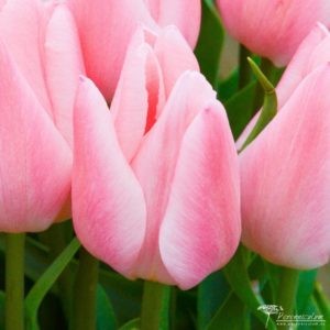 Tulipa Chritmas Pearl
