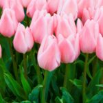 Tulipa Chritmas Pearl