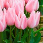 Tulipa Chritmas Pearl