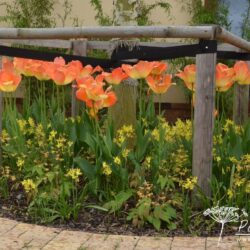 Tulipa Daydream