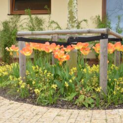 Tulipa Daydream
