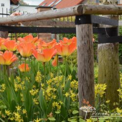 Tulipa Daydream