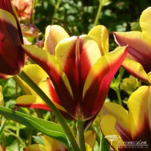 Tulipa Gavota