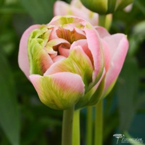 Tulipa Green Lake