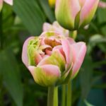 Tulipa Green Lake