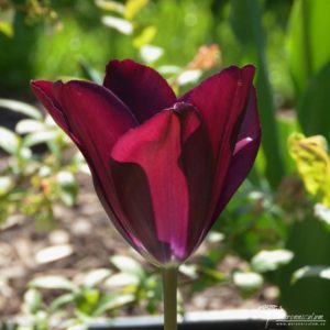 Tulipa Havran