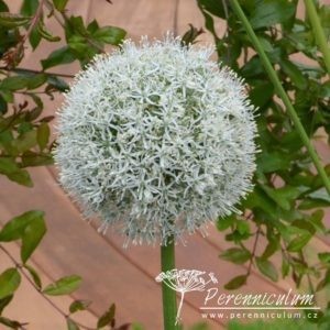 Allium Mont Blanc