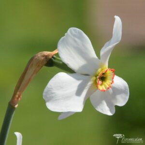 Narcissus Actaea